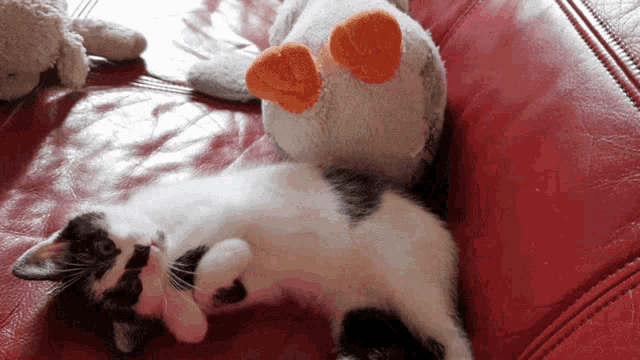 Kitten Sleep GIF - Kitten Sleep Sleeping GIFs