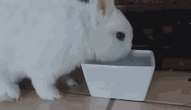 Capyjoke Capygif GIF - Capyjoke Capygif Rabbit GIFs