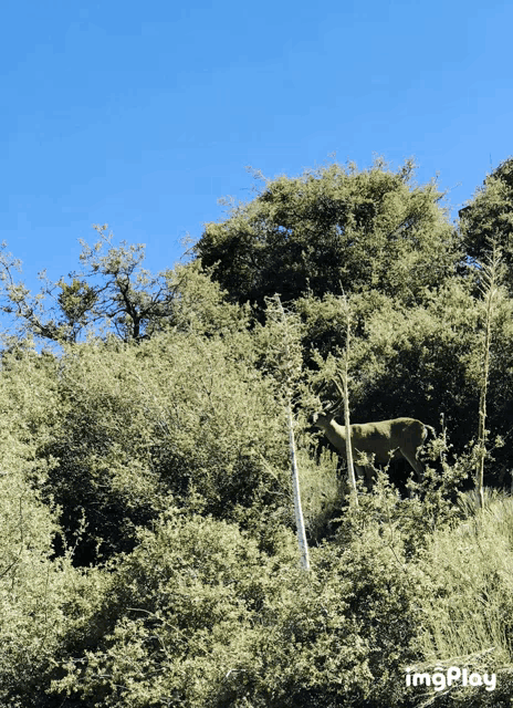 a deer standing in a lush green forest with the words imgplay below it