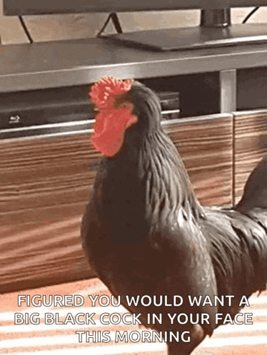 a black rooster with a red crest is standing in front of a television and a computer monitor .