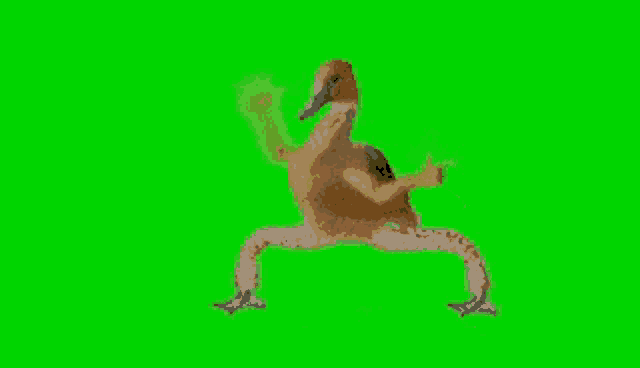 a duck is dancing on a green screen