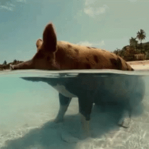 Pig Water GIF - Pig Water GIFs