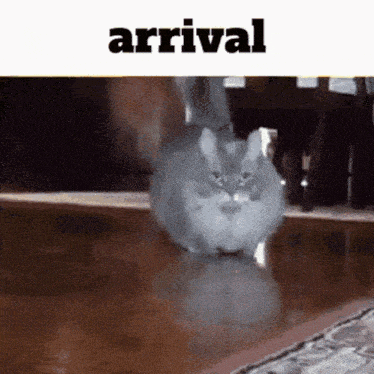a gray cat is walking on a wooden floor with the word arrival above it