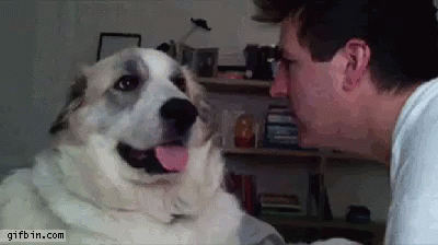 Bro Dog GIF - Bro Dog Slap GIFs