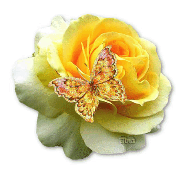 a yellow rose with a butterfly on it and the name sina on the bottom right