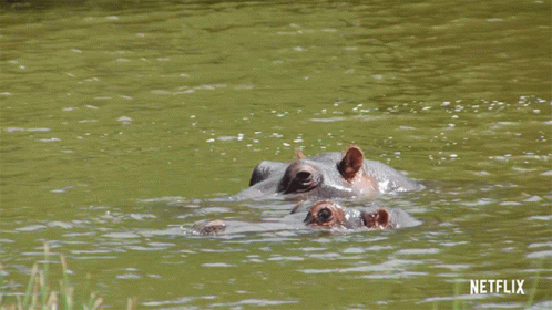 Peek Animals On The Loose GIF - Peek Animals On The Loose Hippo GIFs