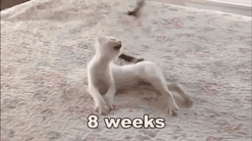 a white kitten is playing on a bed with the words `` 8 weeks '' written above it .