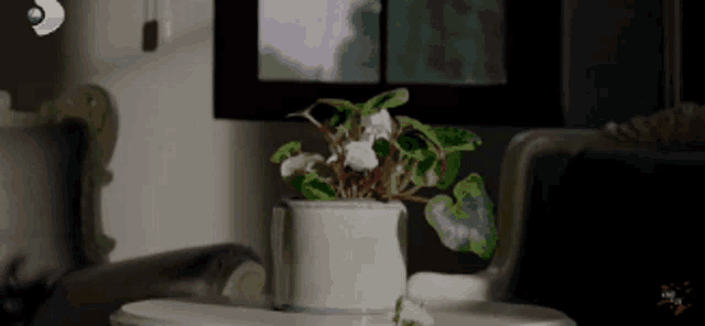 a potted plant is on a table in front of a window