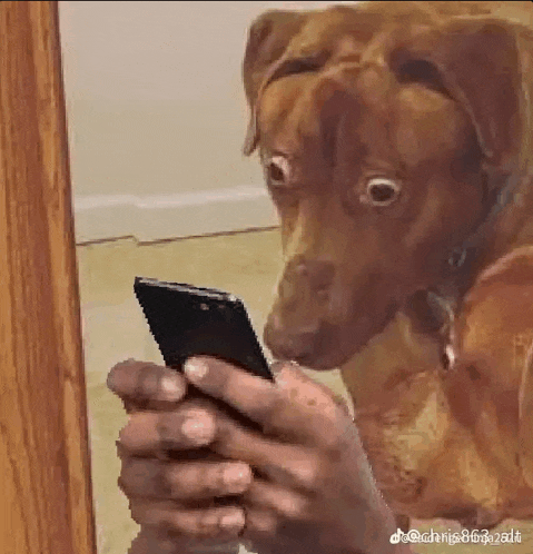 a person is holding a cell phone in front of a dog .
