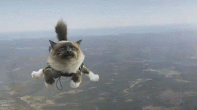 Cat Skydive GIF - Cat Skydive Fall GIFs