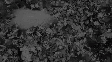 a black and white photo of a woman laying in a pile of leaves with her mouth open .