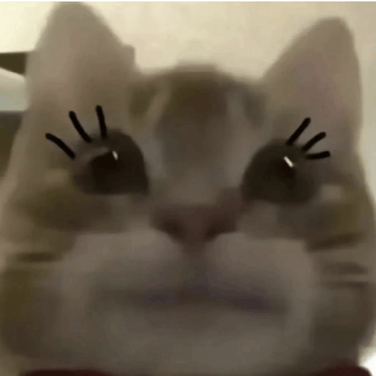 Cat Lash GIF - Cat Lash GIFs