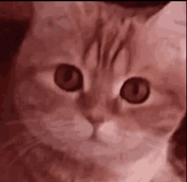a close up of a cat 's face with big red eyes .