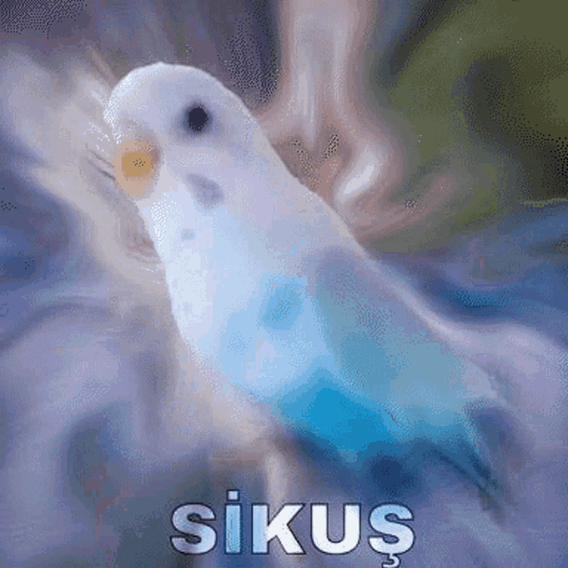 a blue and white parrot with the word sikus on the bottom