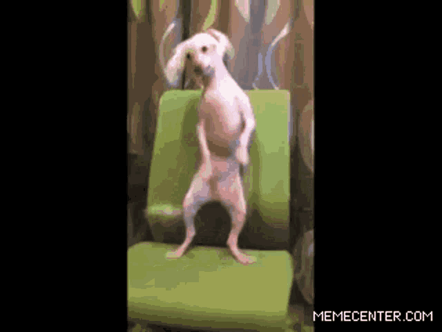 a dog standing on its hind legs on a green chair
