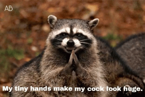 Tiny Hands Raccoon GIF - Tiny Hands Raccoon GIFs