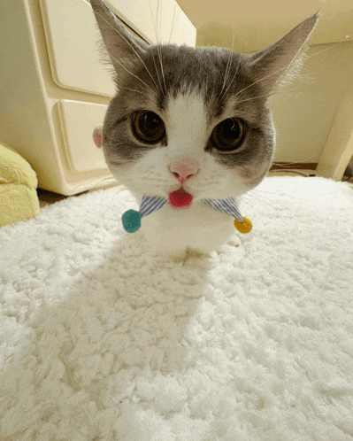 a gray and white cat with a striped scarf around its neck is looking at the camera