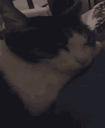 Cute Cat GIF - Cute Cat Sleeping GIFs