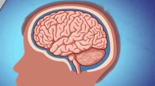How To Get A Concussion GIF - Concussion How To Brain GIFs