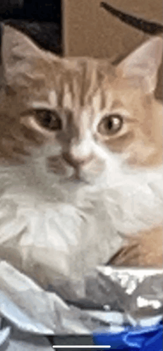 Cats GIF - Cats GIFs