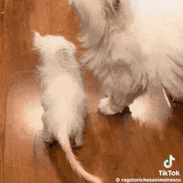 Wisp Kitten GIF - Wisp Kitten Used Napkin GIFs