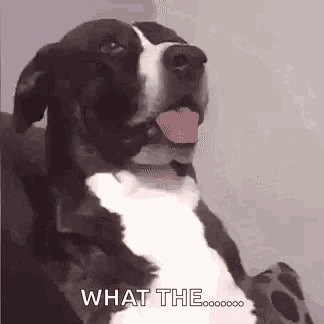 Dog What GIF - Dog What Say GIFs
