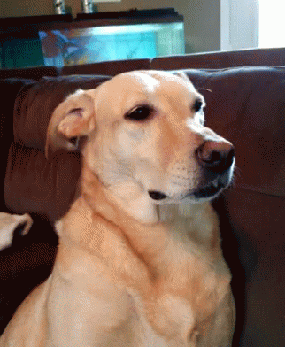 Dog What GIF - Dog What Perk Up GIFs