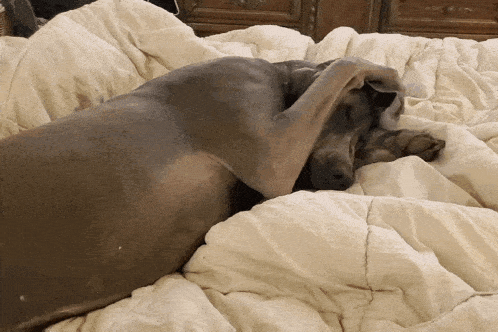 a dog laying on a bed with its head on a white blanket