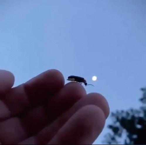 Firefly Bug GIF - Firefly Bug Lightning GIFs