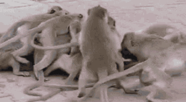 a group of monkeys are standing next to each other on a dirt road .