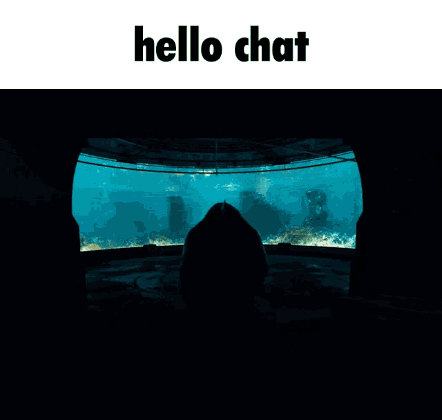King Shark Hello Chat GIF - King Shark Hello Chat GIFs