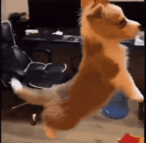 a corgi dog is standing on its hind legs in a room .