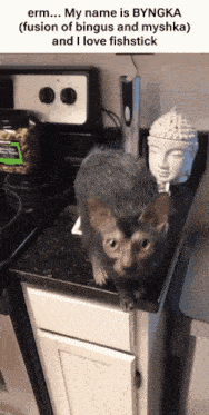 a cat standing on a kitchen counter with the words " my name is byngka "