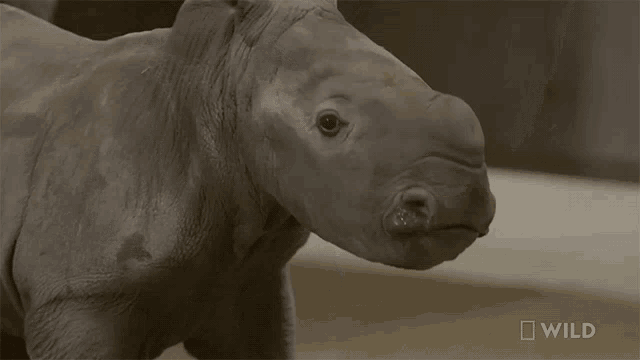 Baby Rhino Baby Rhino Gender Reveal Secrets Of The Zoo GIF - Baby Rhino Baby Rhino Gender Reveal Secrets Of The Zoo World Rhino Day GIFs