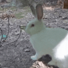 a white rabbit is sitting in the dirt and looking at something