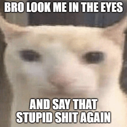 Bro Look Me In The Eyes Cat GIF - Bro Look Me In The Eyes Cat Silly GIFs