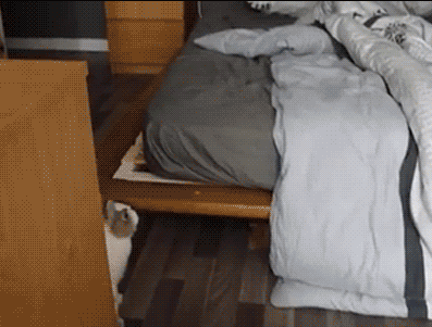 "The Bed Is Finally Mine!! You Fools Abandoned The Most Comfortabl-fuck" GIF - Bunnies GIFs