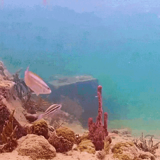 Parrotfish Striped Parrotfish GIF - Parrotfish Striped Parrotfish Mysterious Shitter GIFs