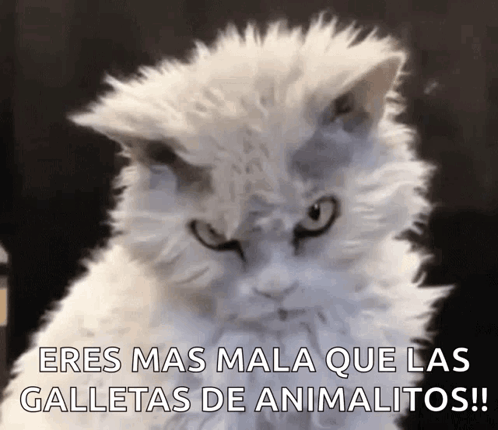 Mad Face GIF - Mad Face Kitty GIFs