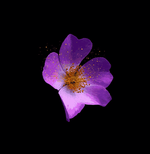 Flower Night GIF