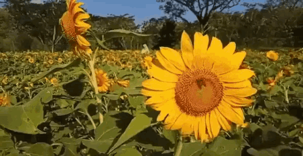 a bee is gathering pollen from a sunflower in a field of sunflowers .