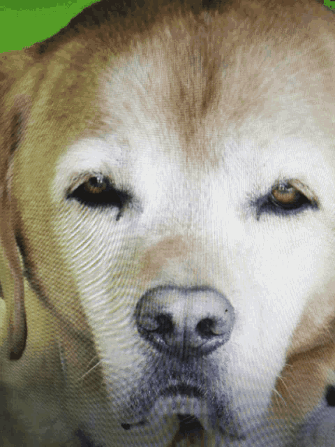 a close up of a dog 's face with a green background behind it