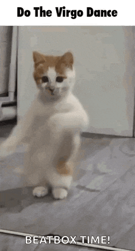 a cat is standing on its hind legs in a room and dancing .
