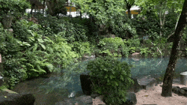 a small pond surrounded by trees and rocks in the middle of a lush green forest
