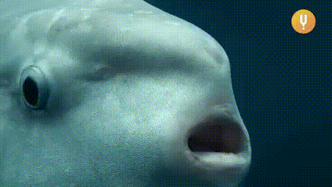 Mola Mola Pez Luna GIF - Mola Mola Pez Luna Fish GIFs