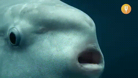 a close up of a fish 's face with its mouth open in the ocean .