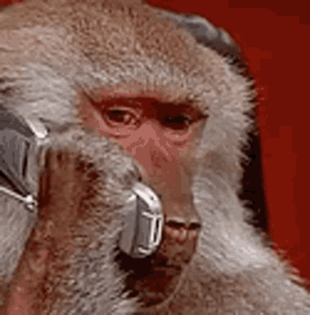 Monkey Phone GIF