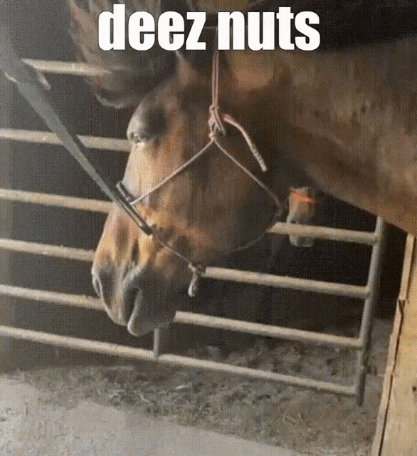 Deez Nuts Horse Horse Fan GIF