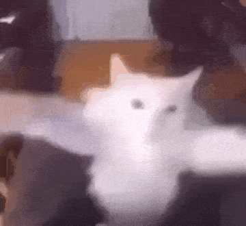 a white cat is sitting on a couch with its arms outstretched in a blurry photo .