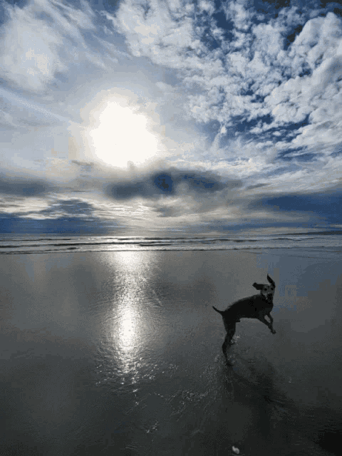 Dog Run GIF - Dog Run Beach GIFs